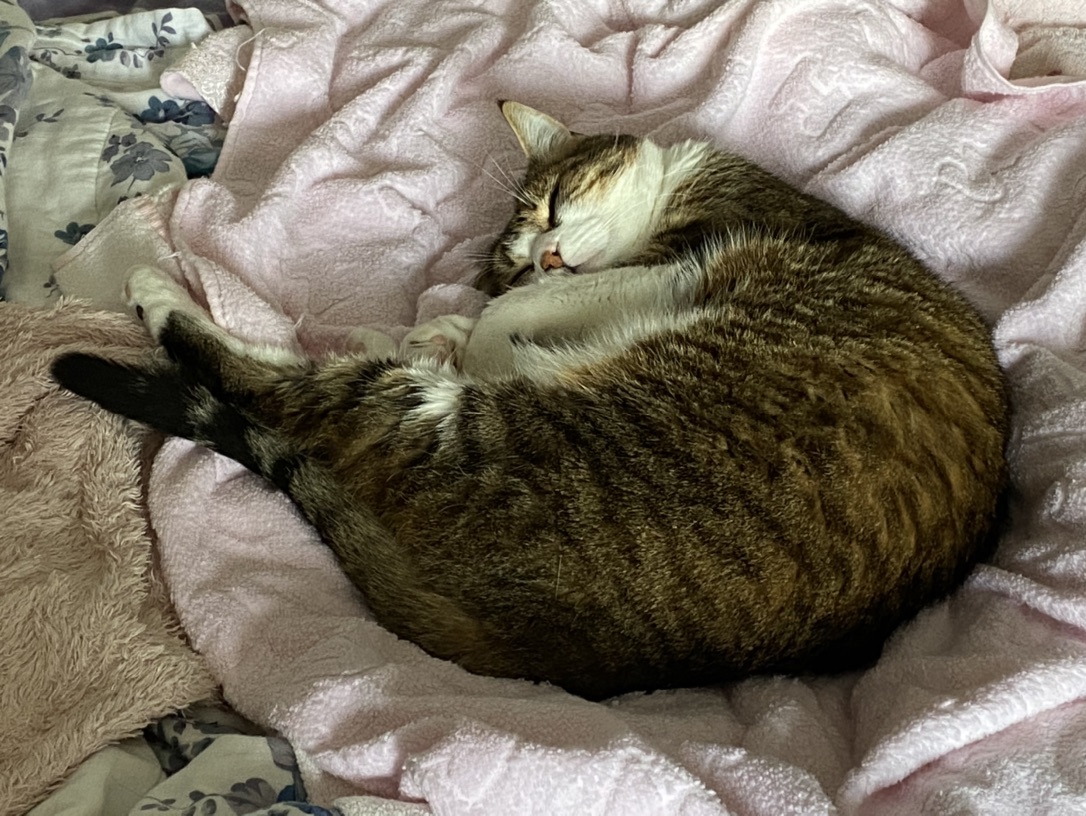 让我康康还有哪个大怨种不知道给修猫修狗刷牙的（不是我😭