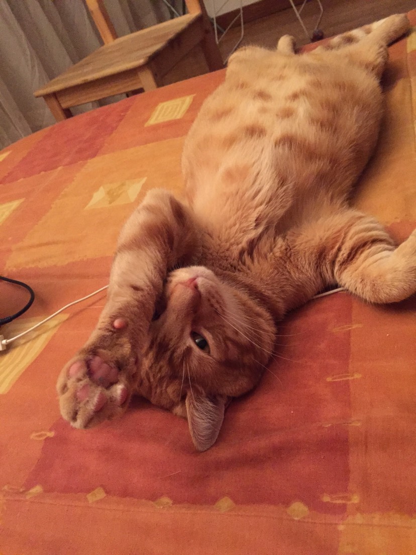 听说大家最近都在晒猫