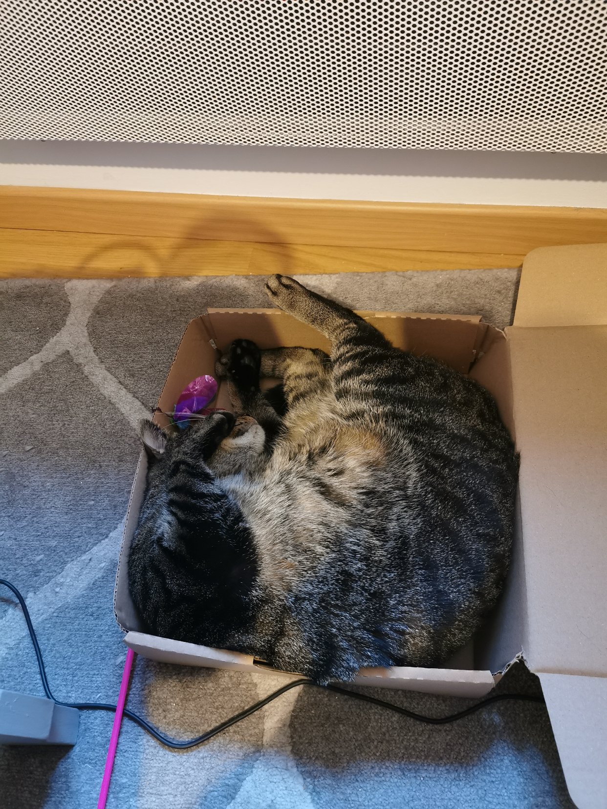 求集美推荐干净的猫咪饮水机