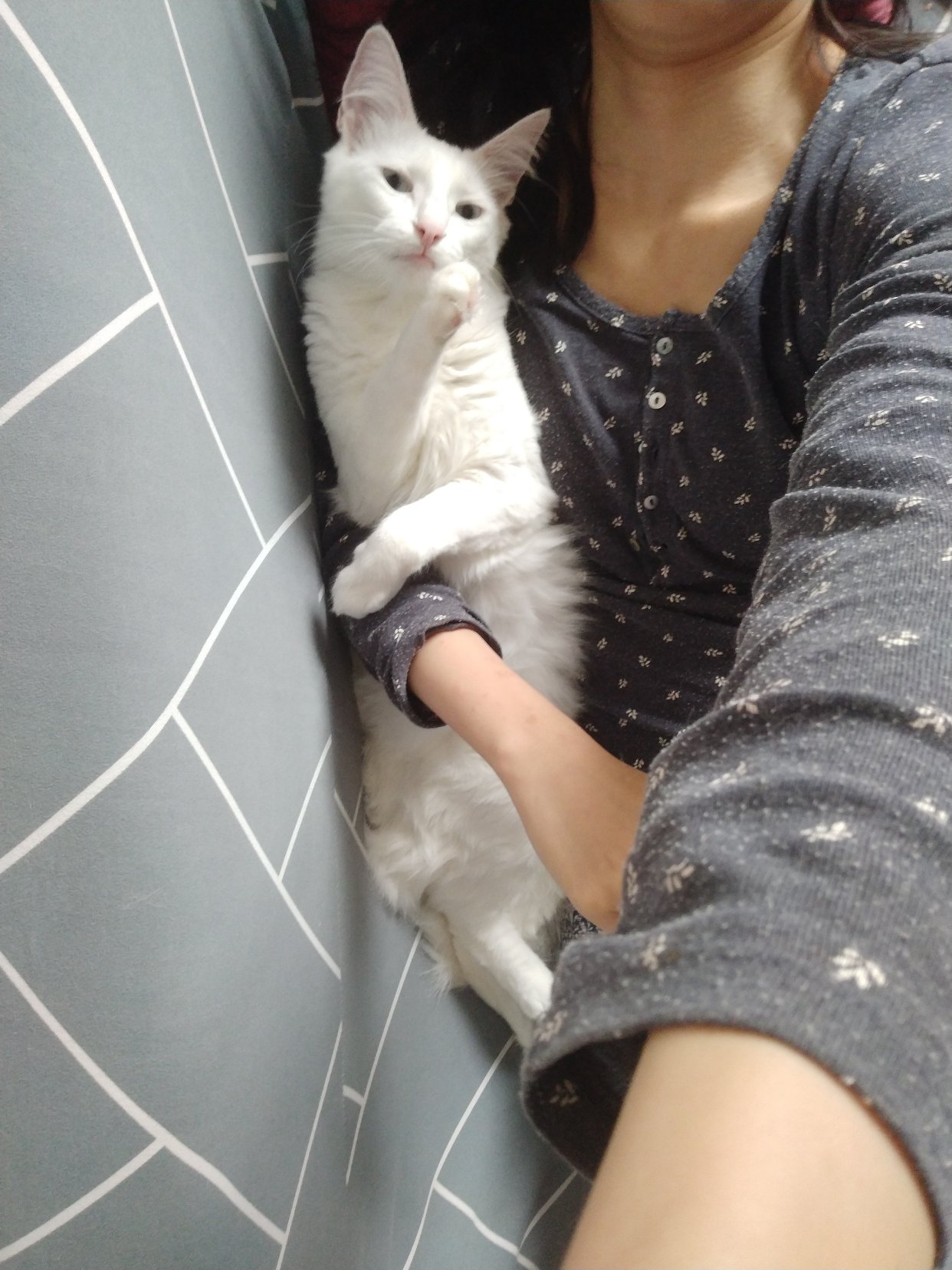 捕捉一只喵
