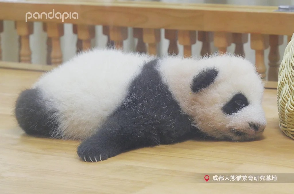 救救孩子各位集美!要喂虫子了。