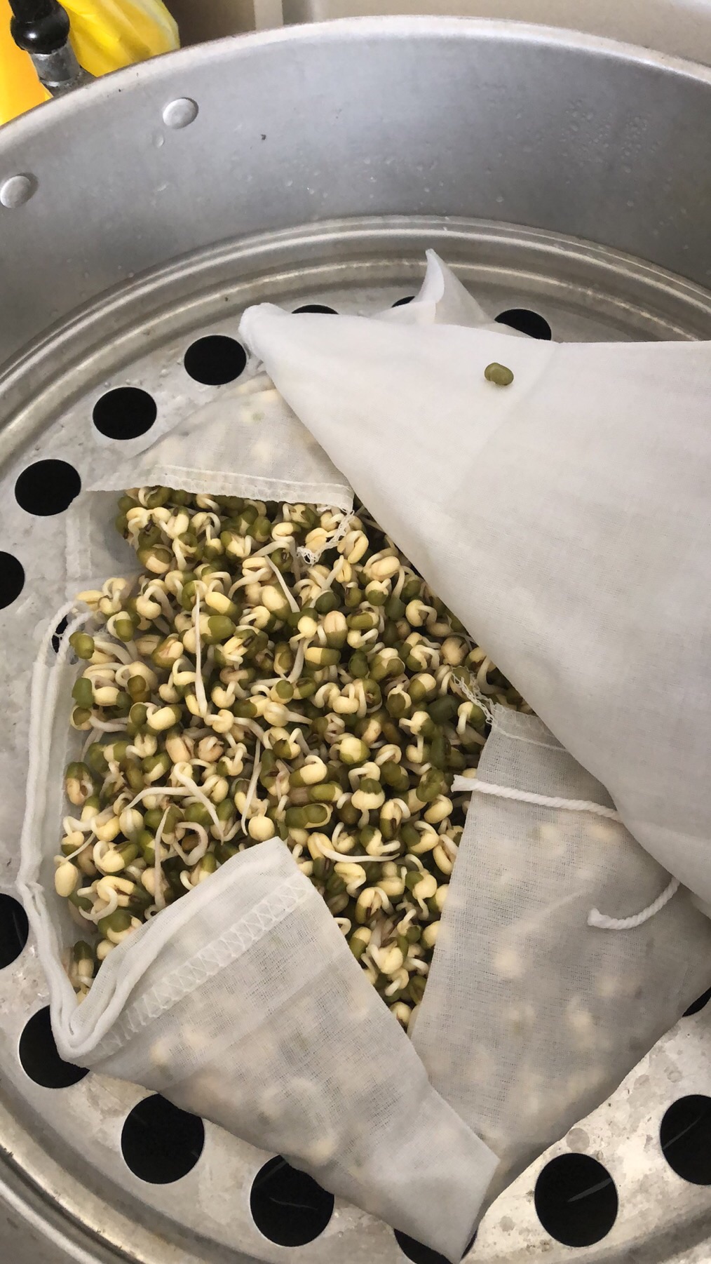 疫情之下只好自己发豆芽了