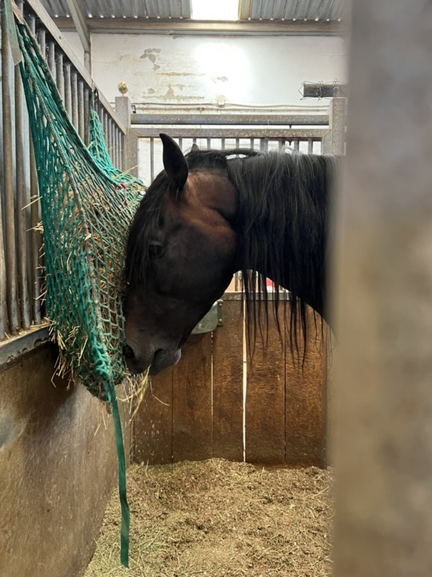 这个夏天 骑马安排起来！