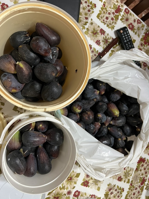 实现无花果自由🆓！