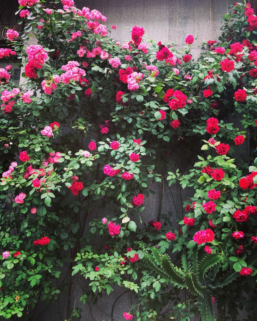 ❀🌺🥀🌹🌷💐🌸🌼🌻