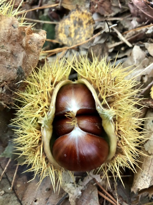 举个🌰