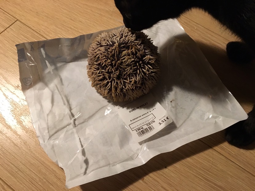 猫🐱都爱吃的海胆✨