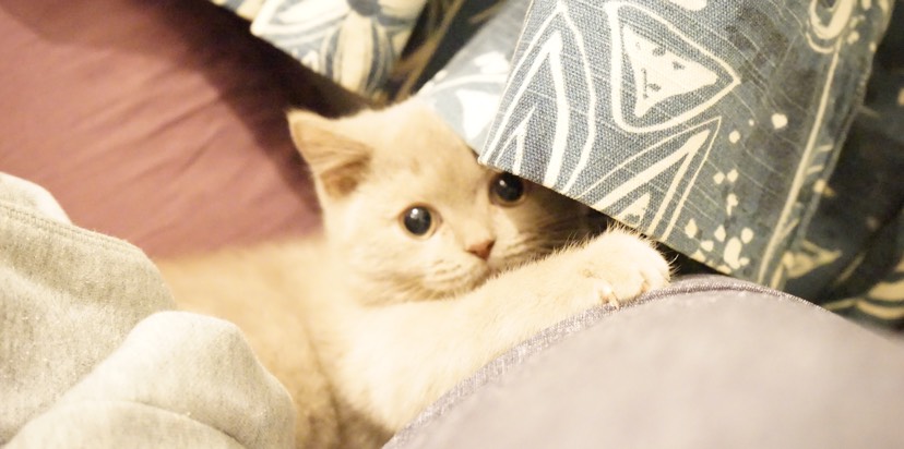 猫背熊腰也有小萌的时候...#我家的萌宠