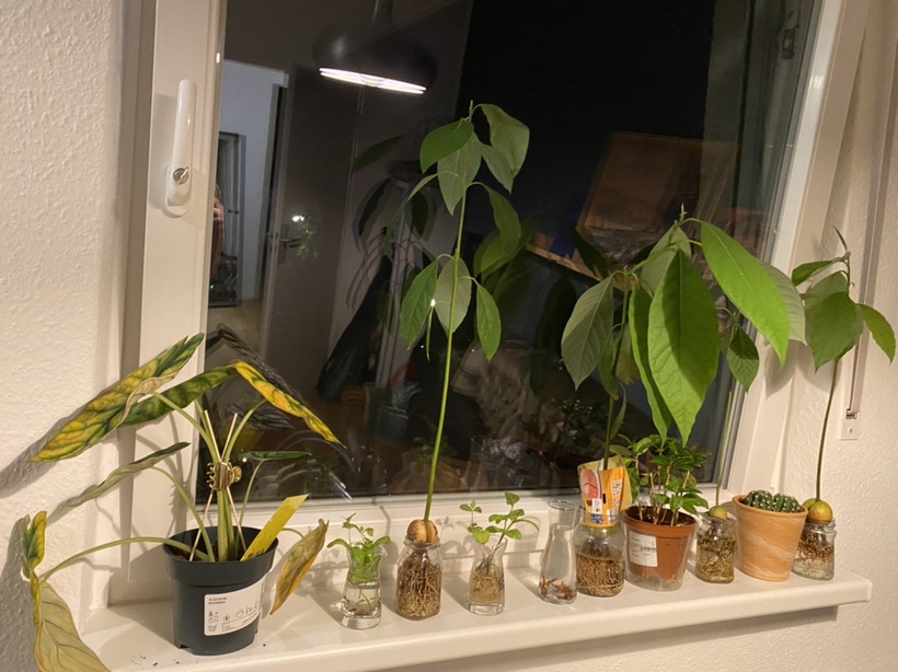 养牛油果🥑真的很……