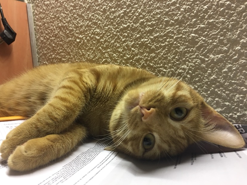 寄养橘猪