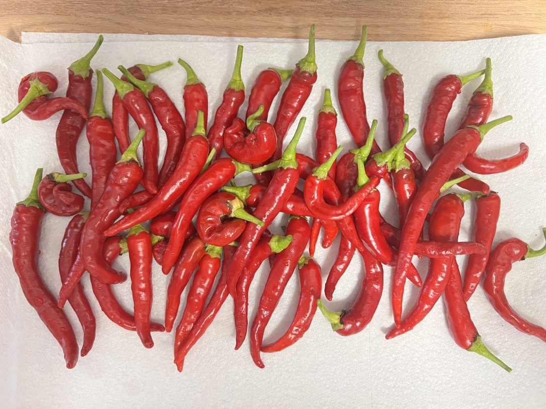 收获小辣椒🌶️