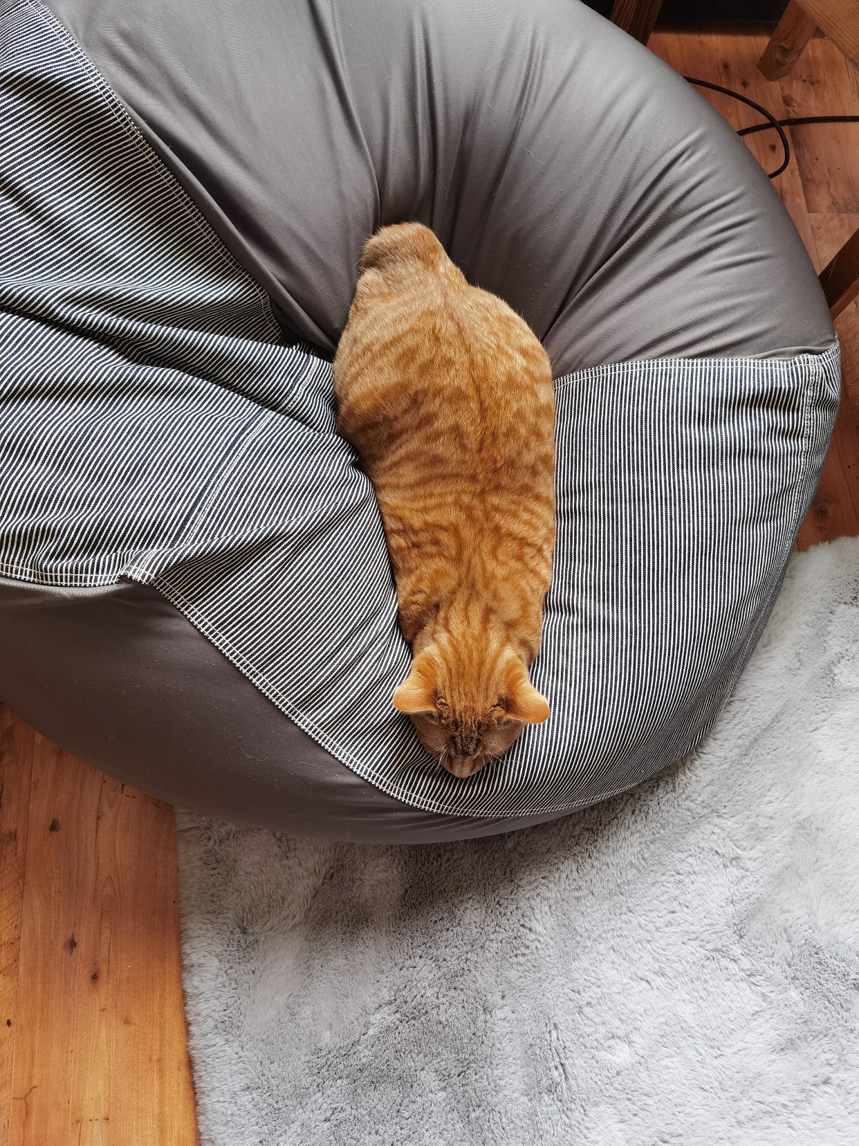 十只橘猫九个胖，还有一个压塌炕。。。