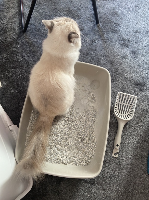 这么可爱的小猫咪居然！