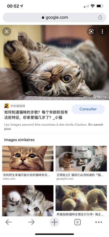 好想养猫！