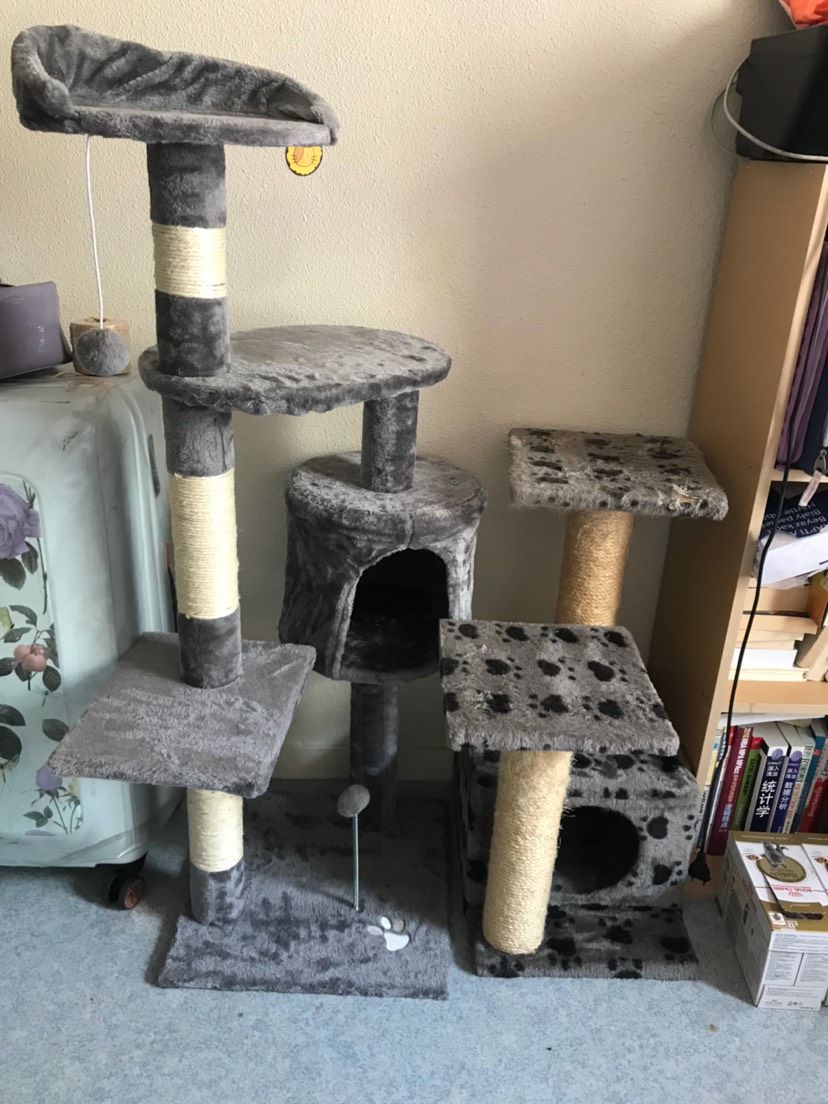 托一分钱的福买到了20欧不到的猫树