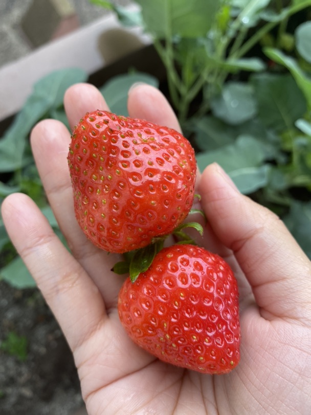 回家吃草莓