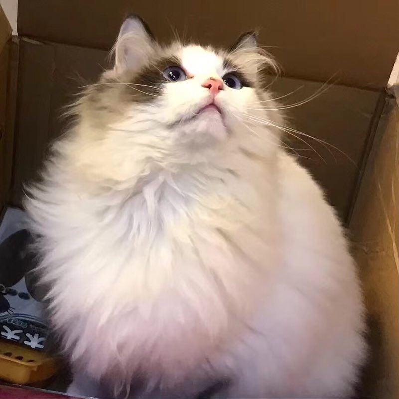 我的猫
