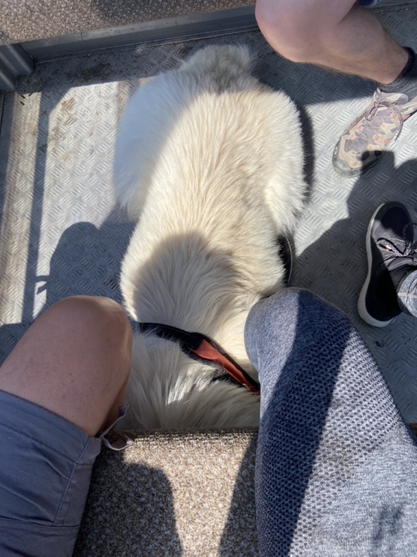 你看到他的狗鼻子吗