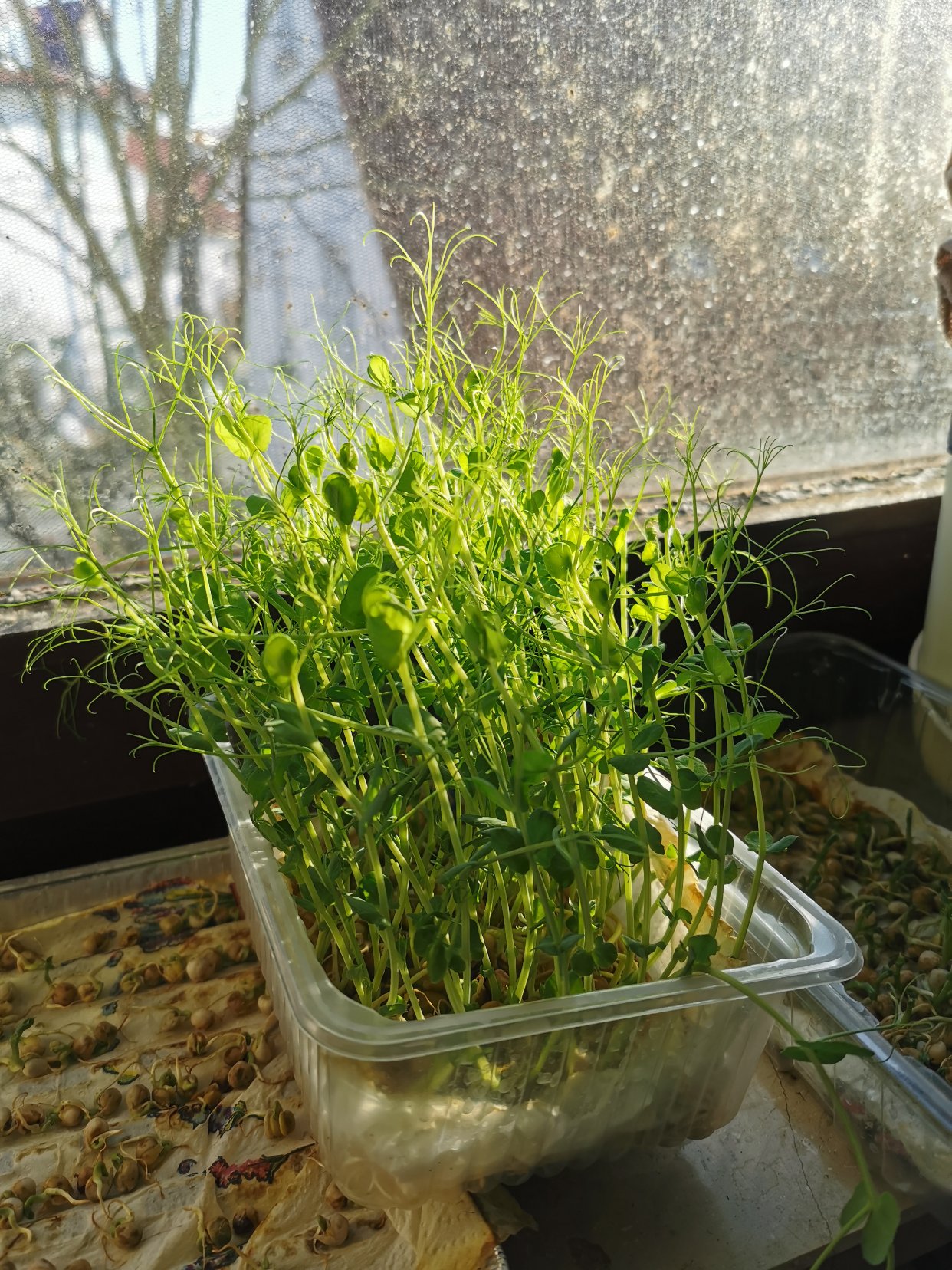 种的豌豆苗能吃了