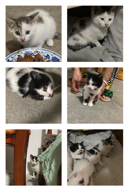 2个月小奶猫领养～