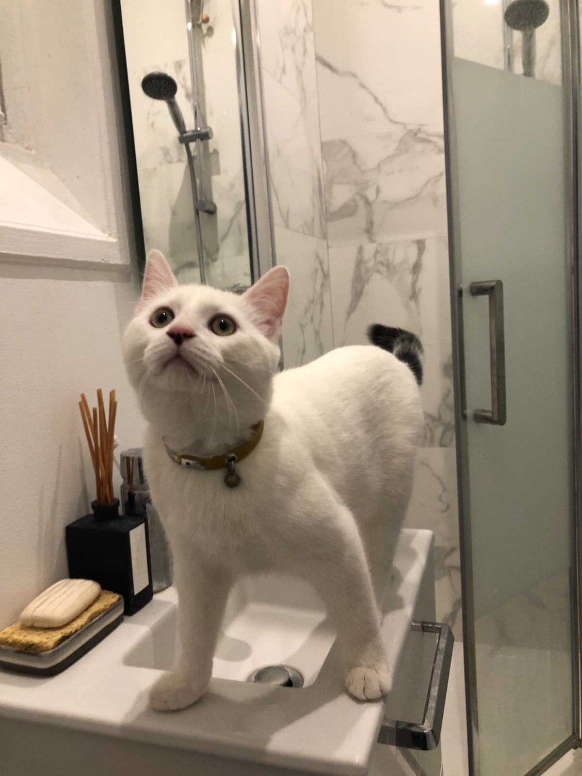 【领养代替购买】Rara哈哈庆生记 5个月啰！🐱