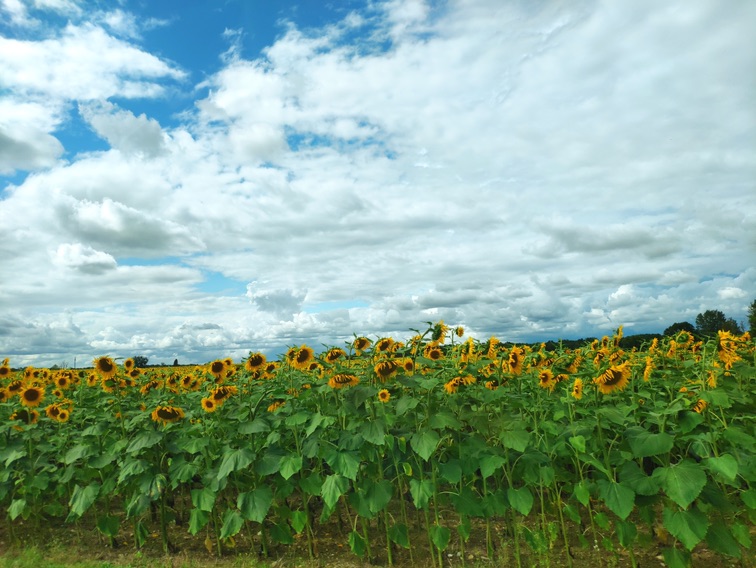 向日葵田🌻发现生活中的美