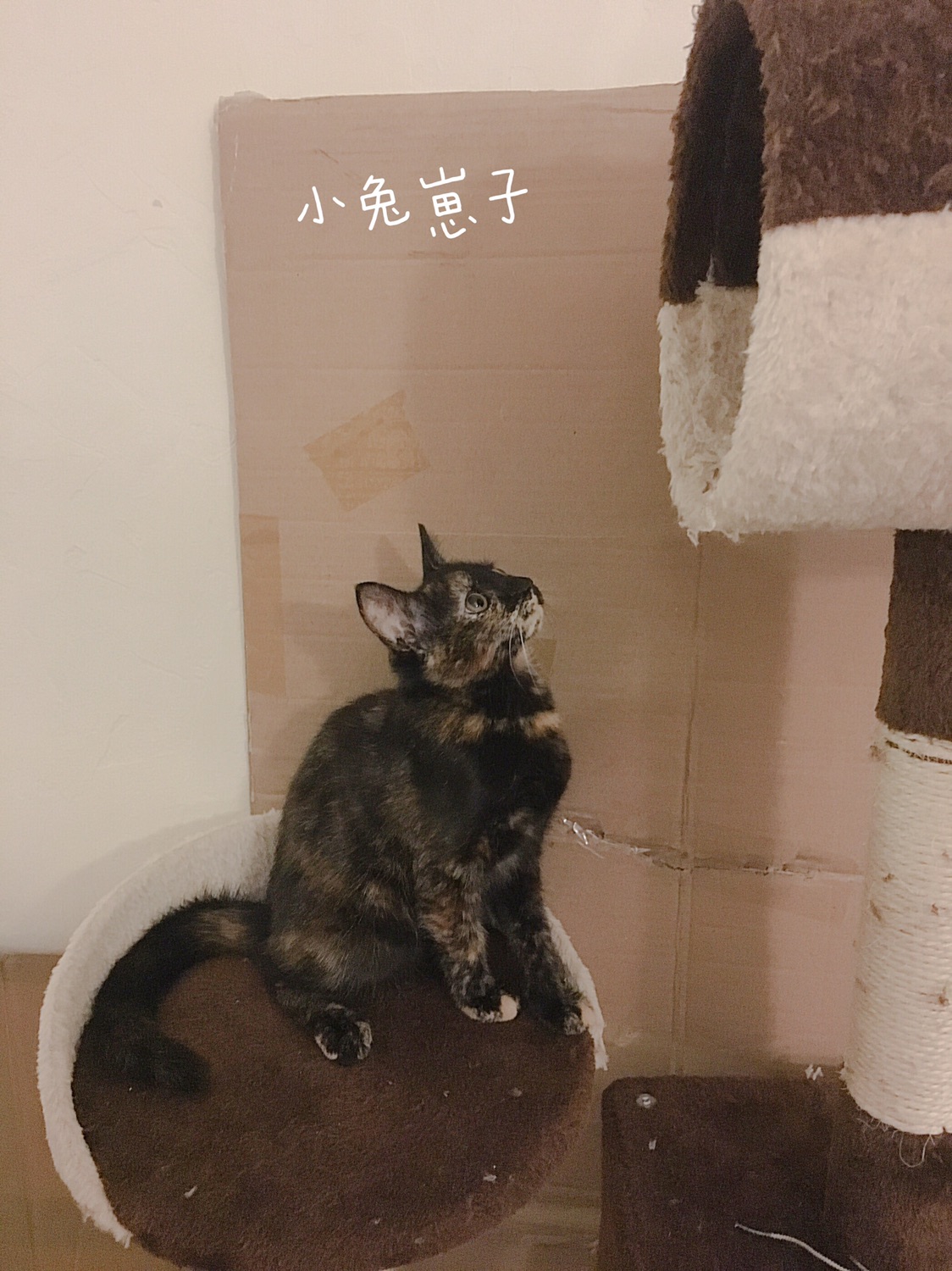猫猫抓墙