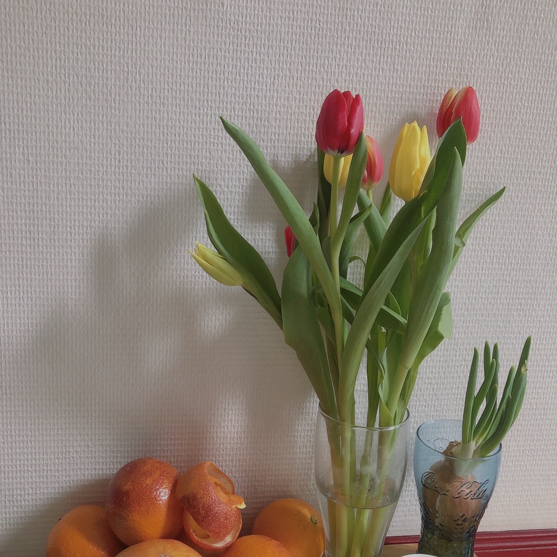 生活明朗 鲜花可爱🌷