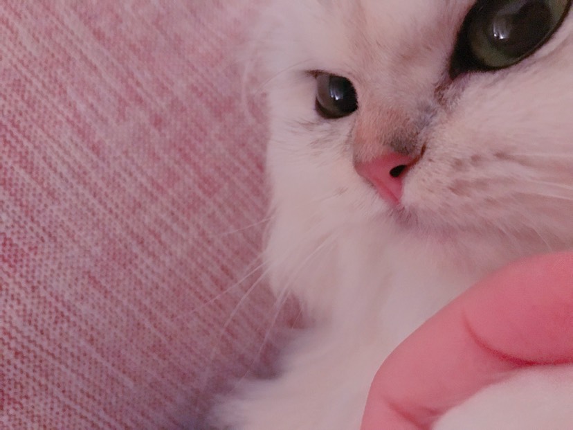 求周日兽医!!!!猫吐了