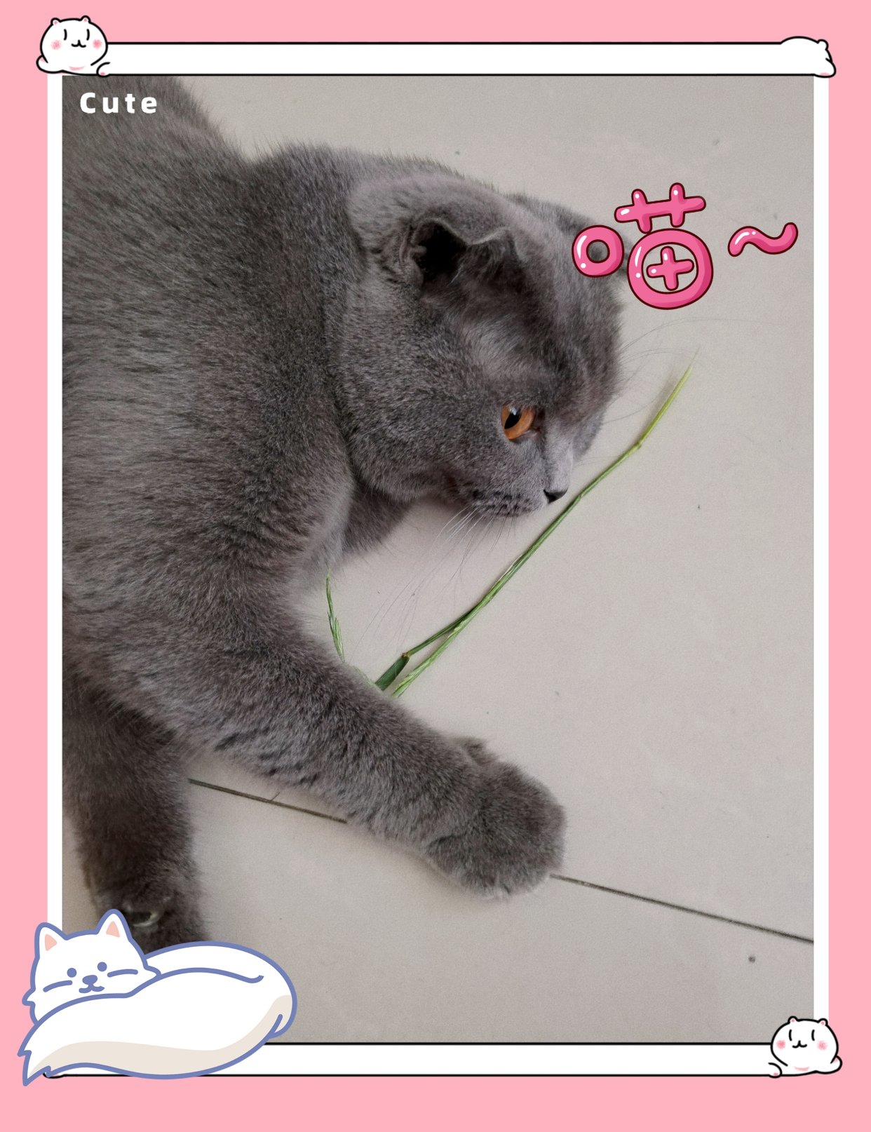 海哥🐱的妹妹