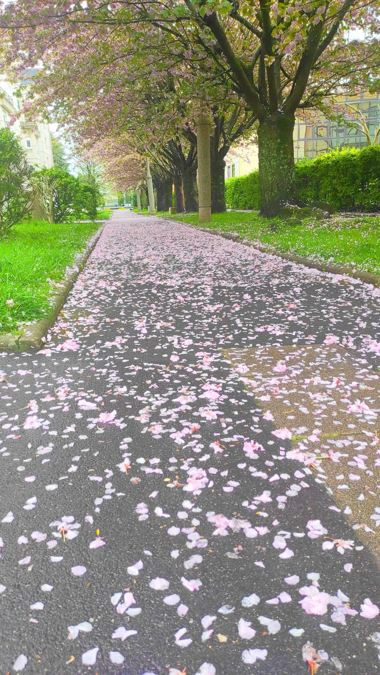 来时花铺满路