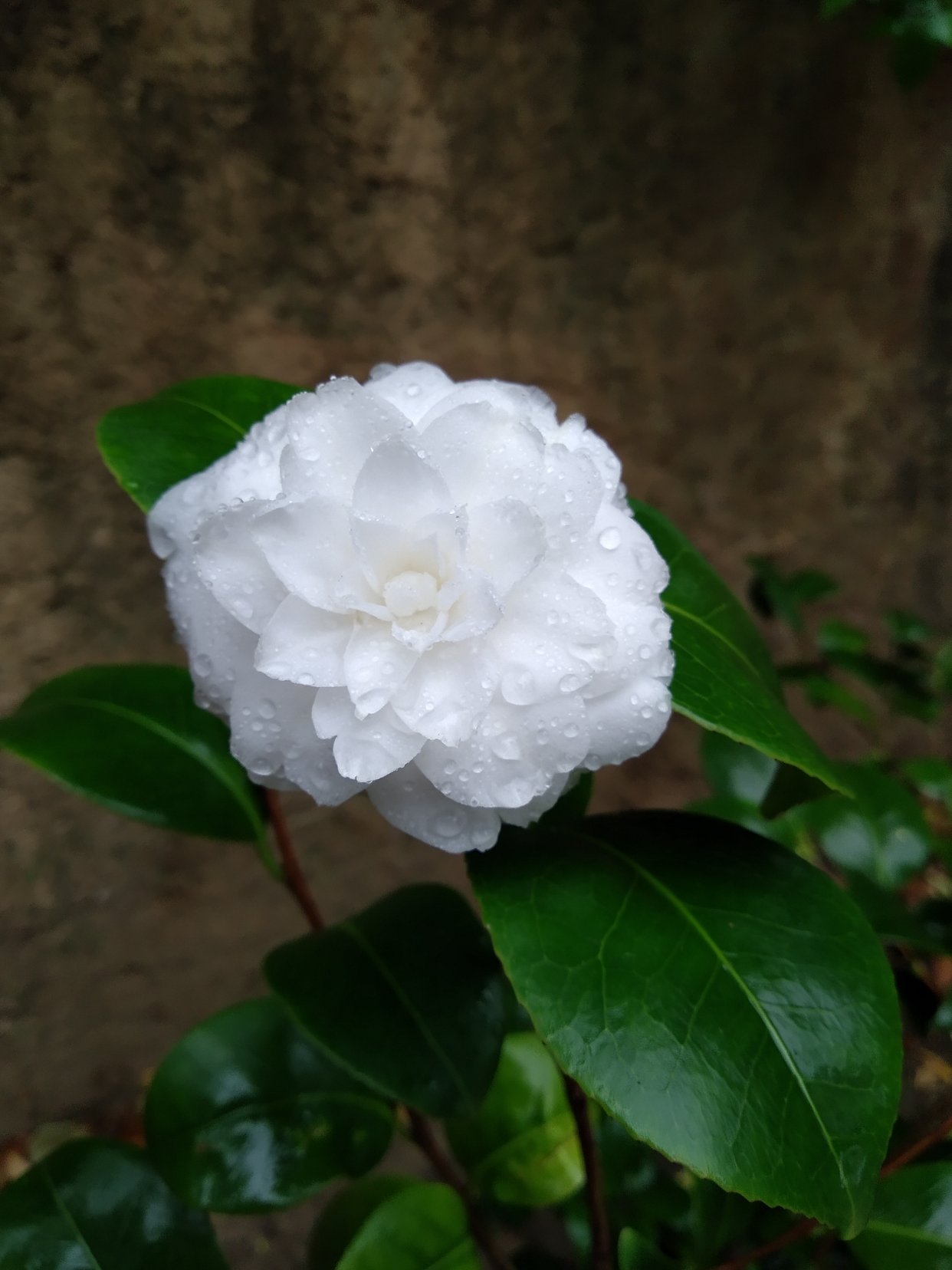 一起跟我赏花吧