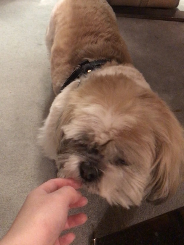 这个世界不能没有小狗