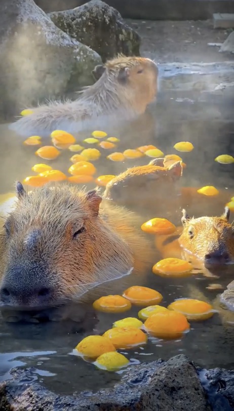 泡🍊温泉的水豚君们