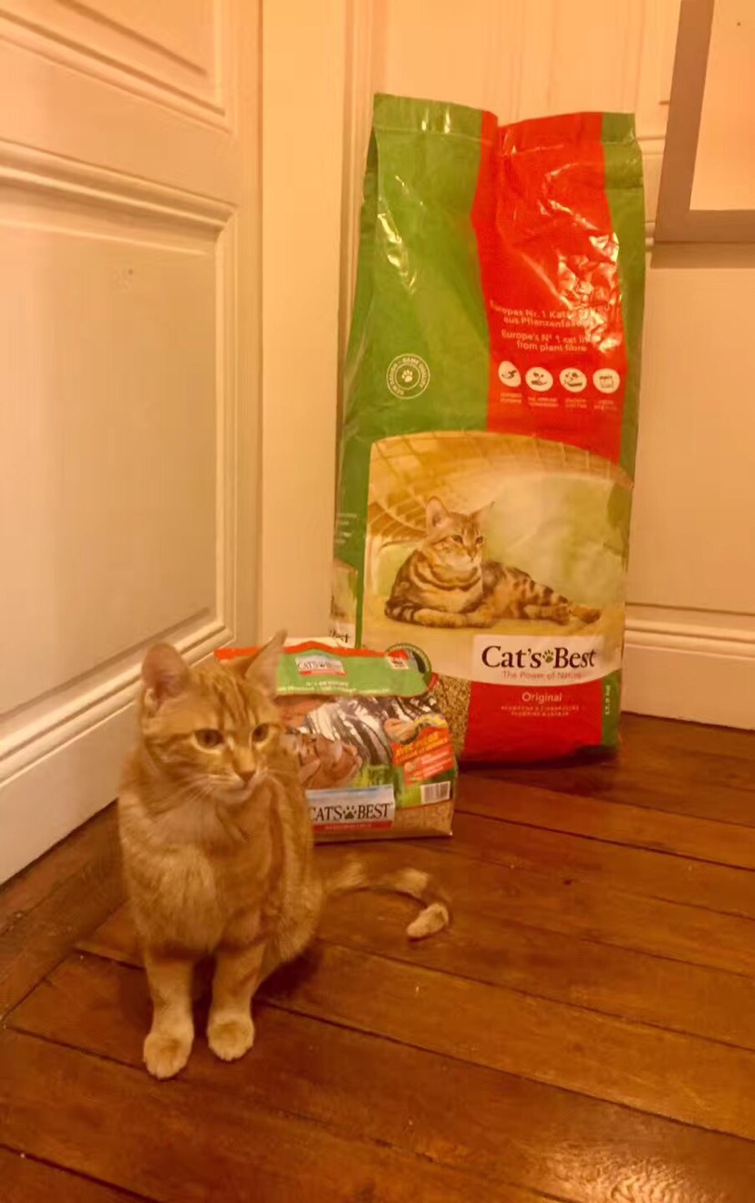求推荐猫砂🐱 