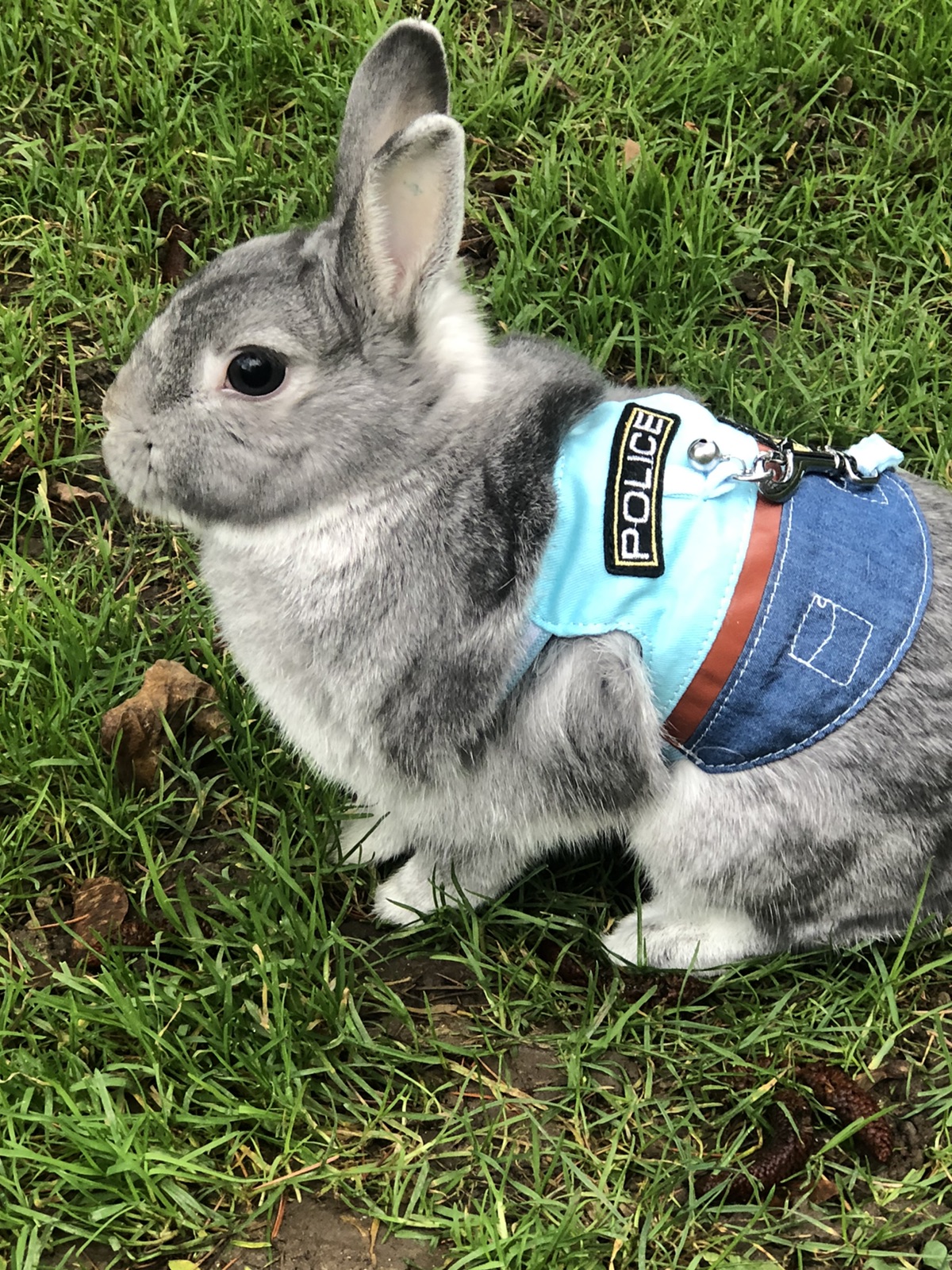 有没有同养兔子🐰的小伙伴