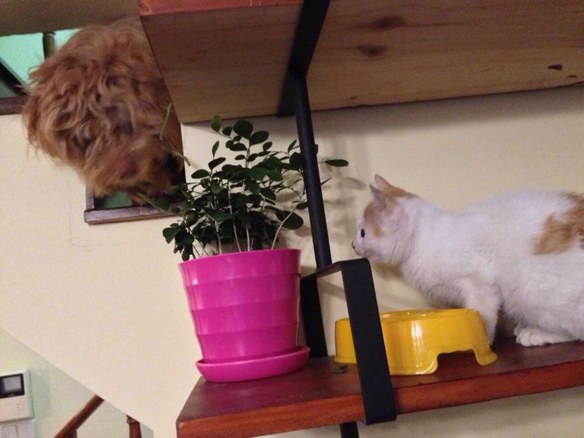 家里有一猫和一狗
