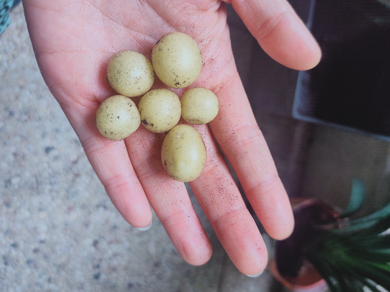 种豆得豆