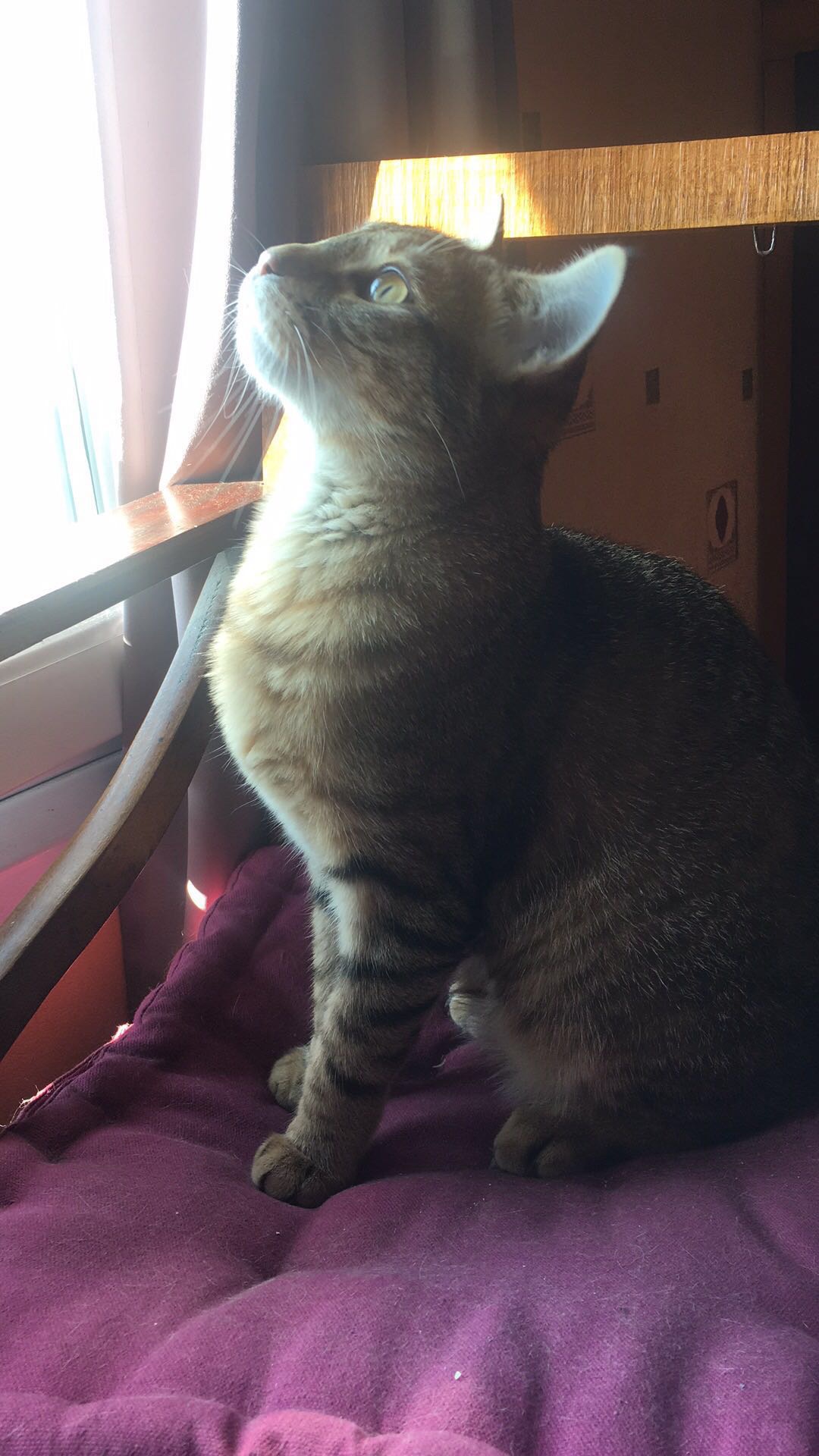 圣诞或春节 求寄养两周