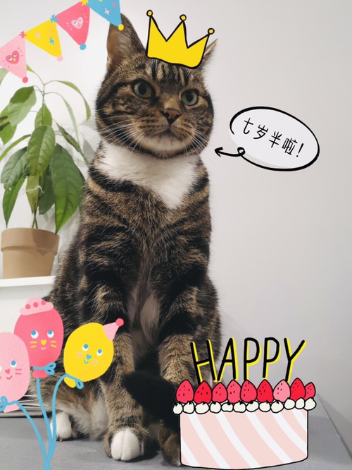 海哥🐱过生日🎂啦！