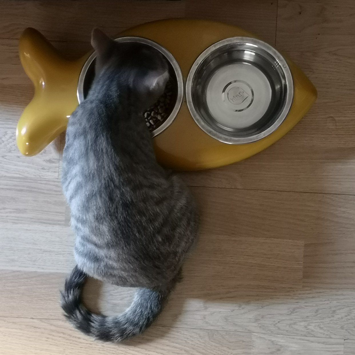 Miss Tigrette🐈🐈小虎妞