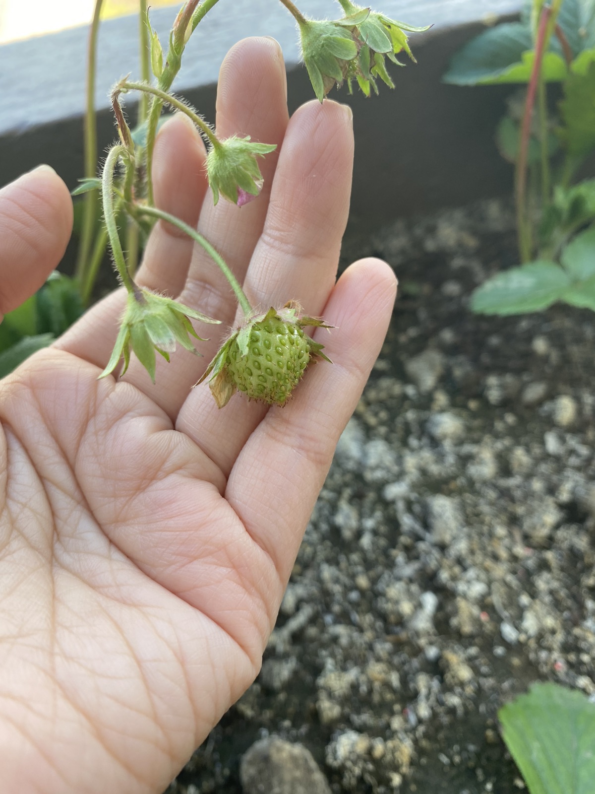 小草莓🍓的成长