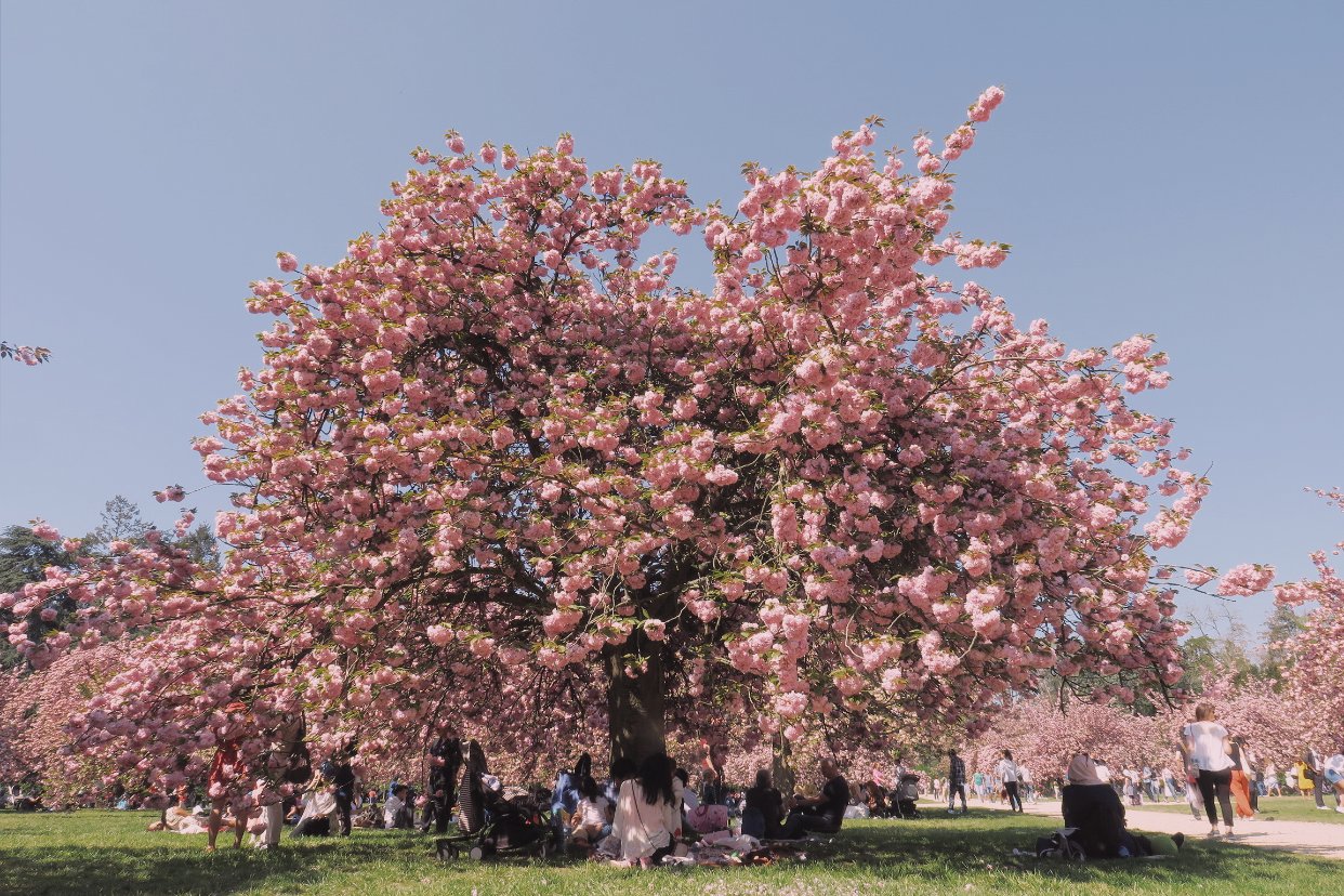 Parc de sceaux上巳节赏🌸