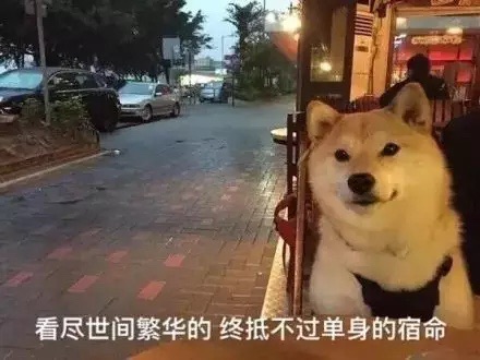 请教家有狗子的朋友们