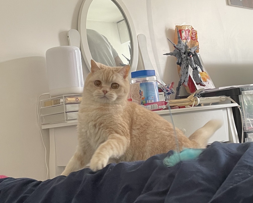 豆奶，一只真正的猎猫。