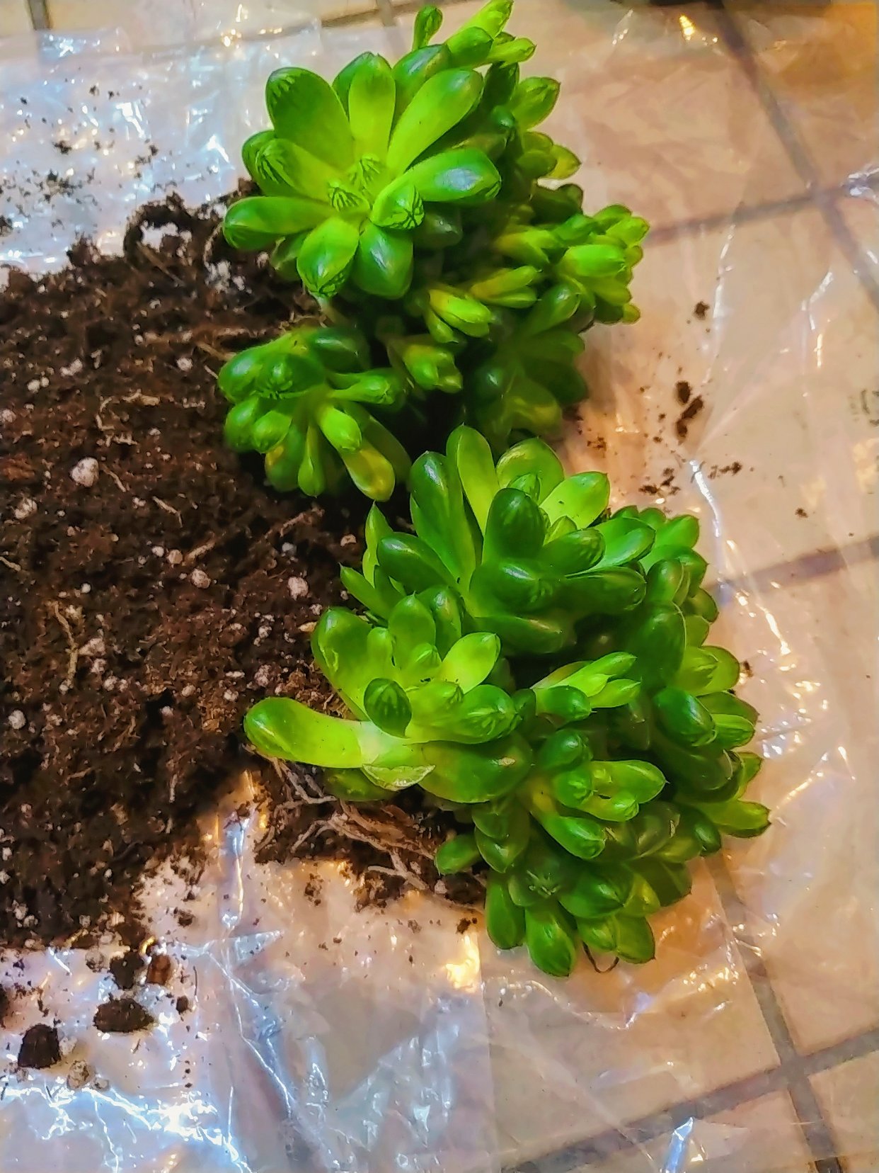 玉露分株现场，太好看了