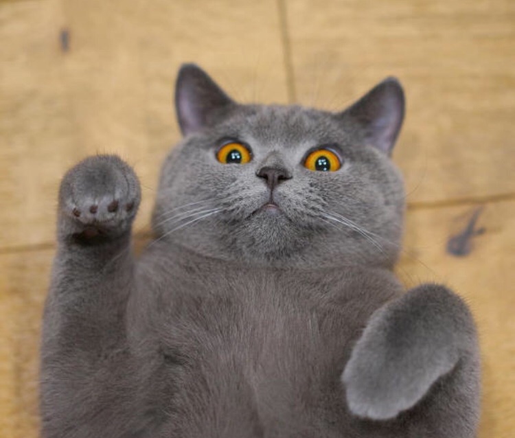 求巴黎正规猫舍