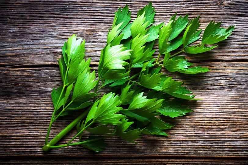做汤神草Maggikraut
