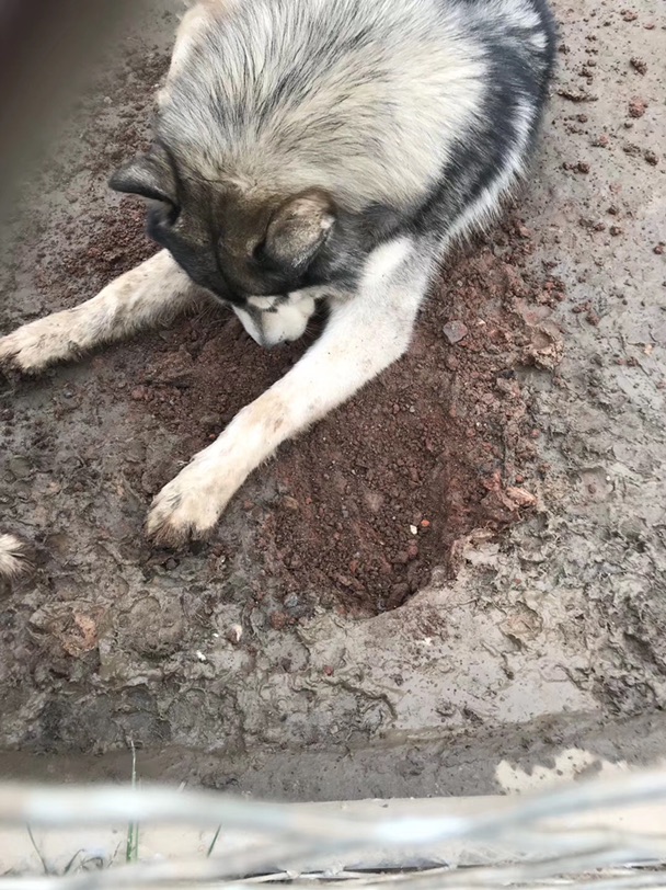 宠物用品之打狗棒