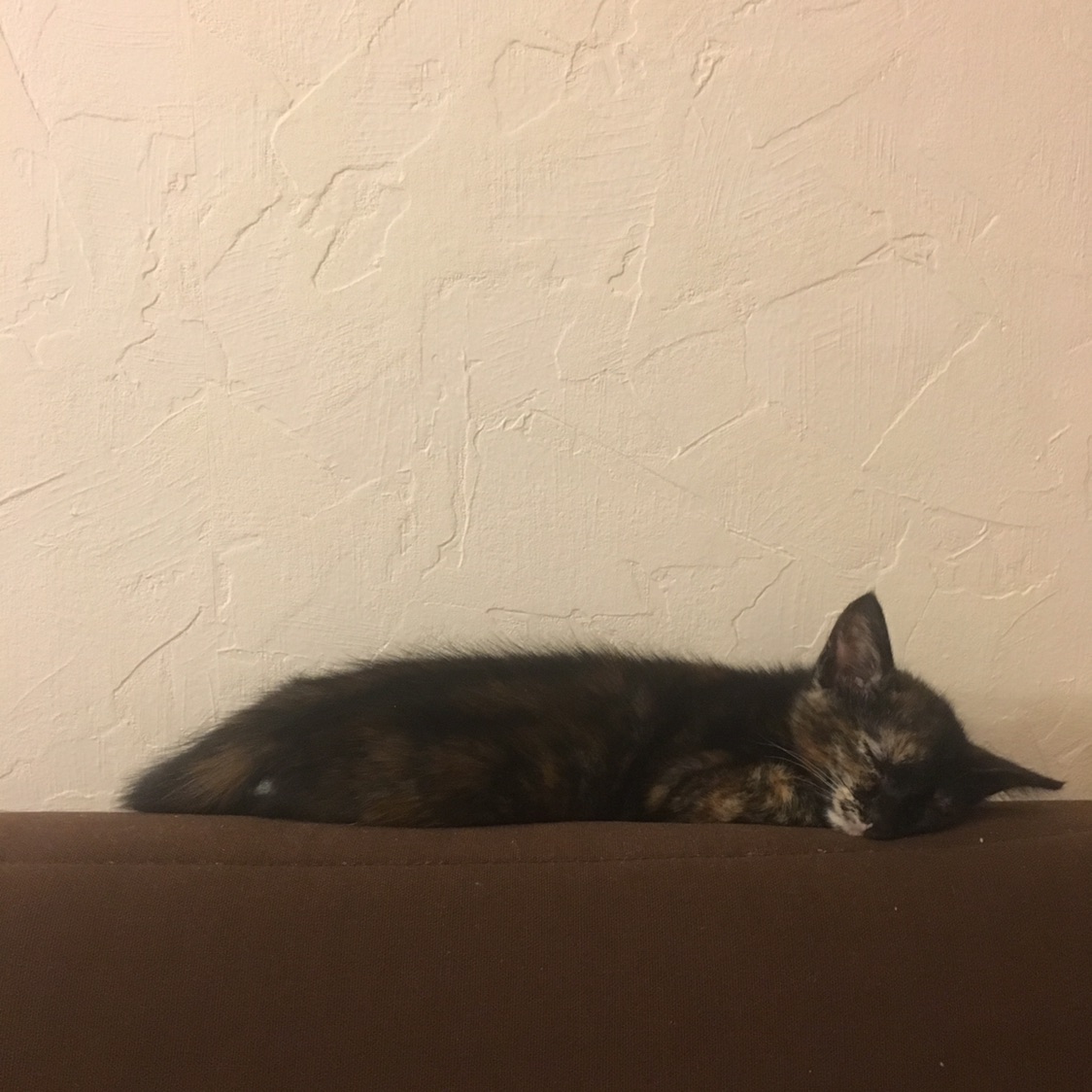 小奶猫教育